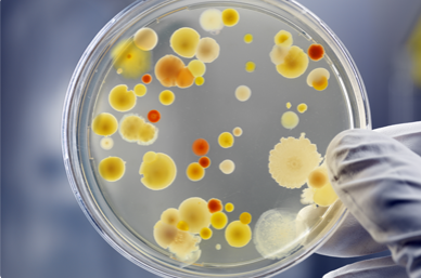 3M檢測(cè)片,ATCC菌株